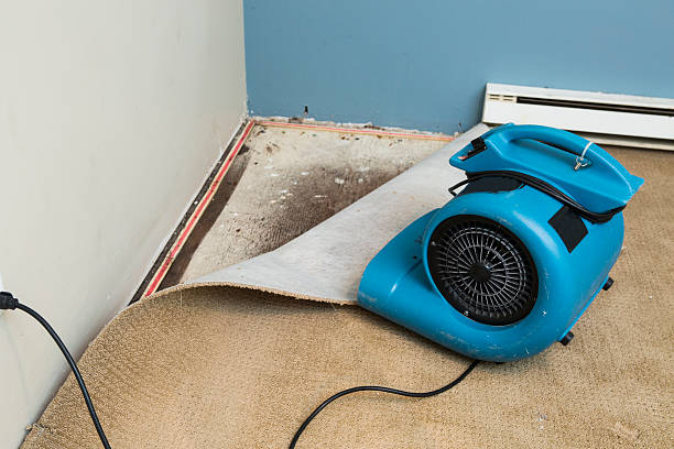 Best Flood damage cleanup  in Annandale, VA